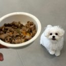 어바웃도그 이미지