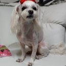 신디샵