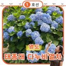 태종대 수국, 걸어서 가면 후회합니다 다누비열차 탑승 후기