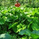 바구니 식당 이미지