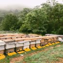 양구벌꿀 이미지