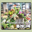 올레다육
