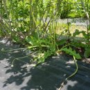 똘배농장 이미지