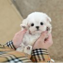 인천 강아지분양 고양이분양 미유펫 | 부평강아지분양 미유펫 애견분양샵 말티푸