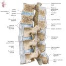 요추, 흉요추 인대의 인대, 구조 등의 해부학 이미지