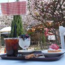 아름다운 소녀의 집 | 마산 벚꽃 카페 앵지밭골 그집, 봄꽃 가득한 아름다운 카페