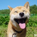 복