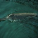 포유동물綱 - 고래目 - 양쯔강돌고래科 - 양쯔강돌고래 이미지