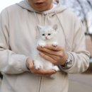 미니펫 강아지분양 고양이분양 부천점 이미지