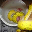 그린트리 이미지