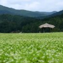 메밀꽃필무렵 이미지