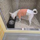 죽전자연유치원 | 헬로우버디 대구달서점 달서구애견유치원 추천