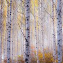 자작나무 숲 이미지