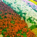 ▶▶선운사!지리산 에서 촬영 익산 국화축제 천만송이꽃 11월 6일 모임 관광버스로 ▶▶ (청암 ) 이미지