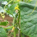 화영농장2 이미지