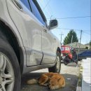 정심이 국밥집 이미지