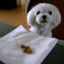 한주동물병원 이미지