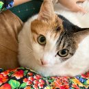 나와고양이 이미지