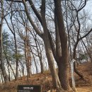 연리지 이미지