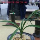 한국공판장 이미지