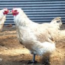 계란한꾸러미 이미지