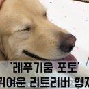 레푸기움 이미지