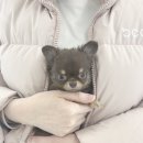 행복한강아지 이미지