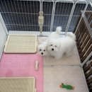 이정훈 강아지 하남본점 이미지