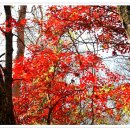 소금강주유소 이미지