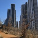 편안부동산중개사무소 | 창원 사화롯데캐슬 1단지 A 전세 급전세 저렴한 매물 믿음부동산