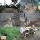 부광오리농장 이미지