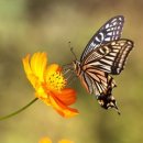 뎃생 수채화 이미지