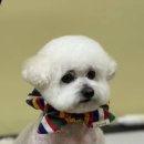 그루밍멍멍 이미지