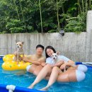 댕구르르 | 거제도 애견동반 펜션 댕구르르 강아지랑 여름휴가 보내기