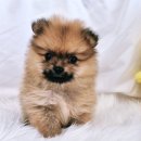 드림독 강아지분양 안심분양센터 잠실점 | 부천 강아지 분양샵 추천 - 드림독 강아지분양 안심분양센터 부천점 에서 분양받아 보세용~❤️