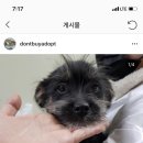 이번주 안락사 당할 아이들+곧 안락사 보고가줘..공유라도 해주라ㅠㅠ 순한 애기들 많이있어 이미지