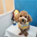 애견샵 컬리독 이미지