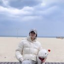루비애견