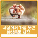 와일드동물병원