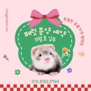 특별한 동물가게 | 평택고덕 특별한 동물가게 햄스터 고슴도치 토끼 등 소동물 분양샵