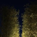 로얄아파트(버스정류장) 이미지