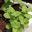 애플민트키우기 여름에도 쑥쑥 잘 자라요 이미지