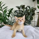 캣초딩 고양이분양 김포구래점 이미지