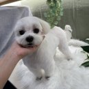 털로덮인친구들 서울상도점 이미지