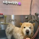 티몬이네 목욕탕 이미지