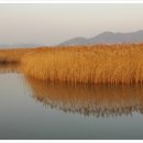 순천만 갈대밭 이미지
