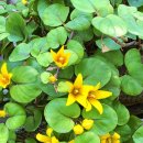 (주)도나고