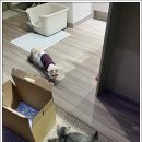 아담스펫 강아지분양 고양이분양 창원점 이미지