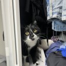 수정동물병원 | 위례 동물병원 고양이 심장사상충 검사 비용 위례365동물병원