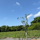 be my isle 이미지